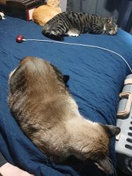 Lost Male Cat last seen Knox street, Manchester, CT 06040