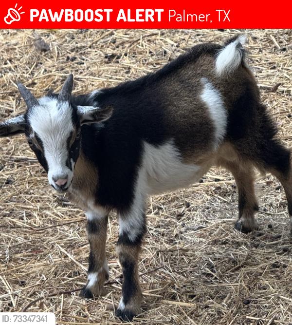 Lost Male Other last seen Southwick, Palmer, TX 75152