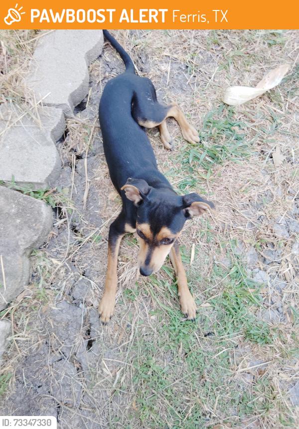 Found/Stray Male Dog last seen Boss run and Newton and about 4 miles from highway 45, Ferris, TX 75125