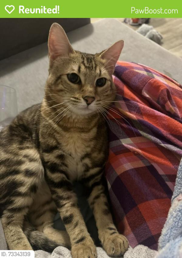 Reunited Male Cat last seen 163rd and Jomax, Surprise, AZ 85387
