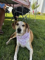Reunited Female Dog last seen Theodore & Hosmer, Joliet, IL 60435