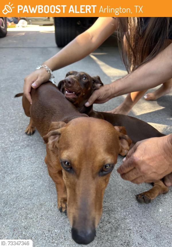 Found/Stray Male Dog last seen Westover Dr & Duther, Arlington, TX 76015