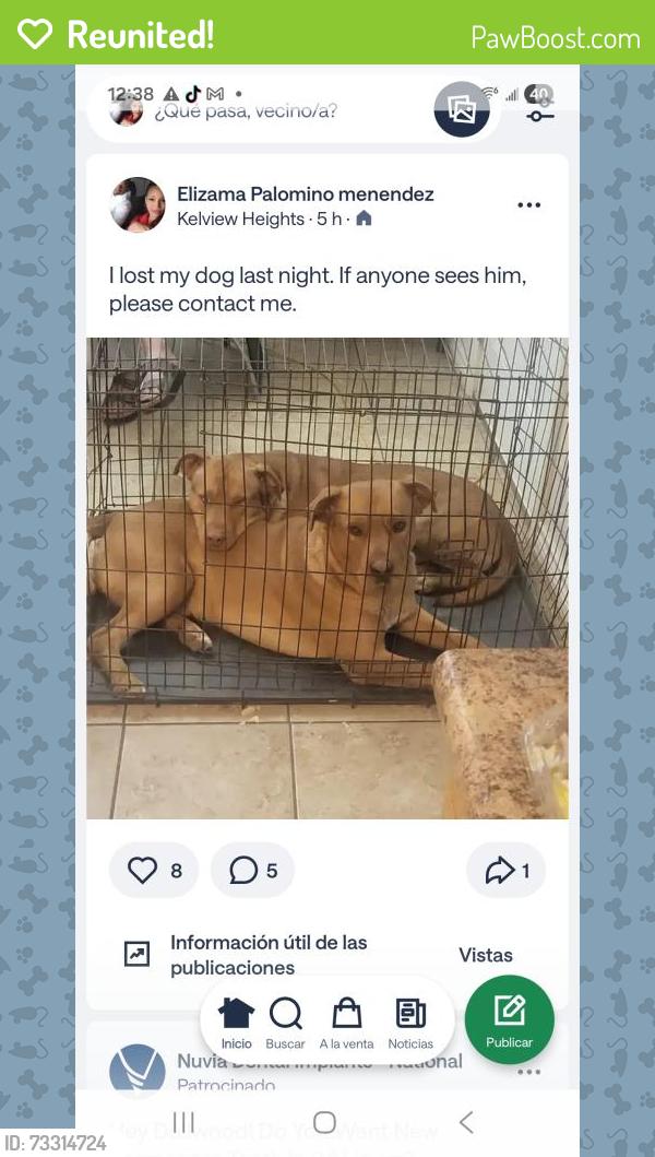 Reunited Male Dog last seen Illinois and upland, Midland, TX 79703