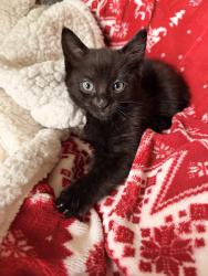 Lost Male Cat last seen Corner st-viateur and parc, by Milos restaurant, Montréal, QC H2V 4G9