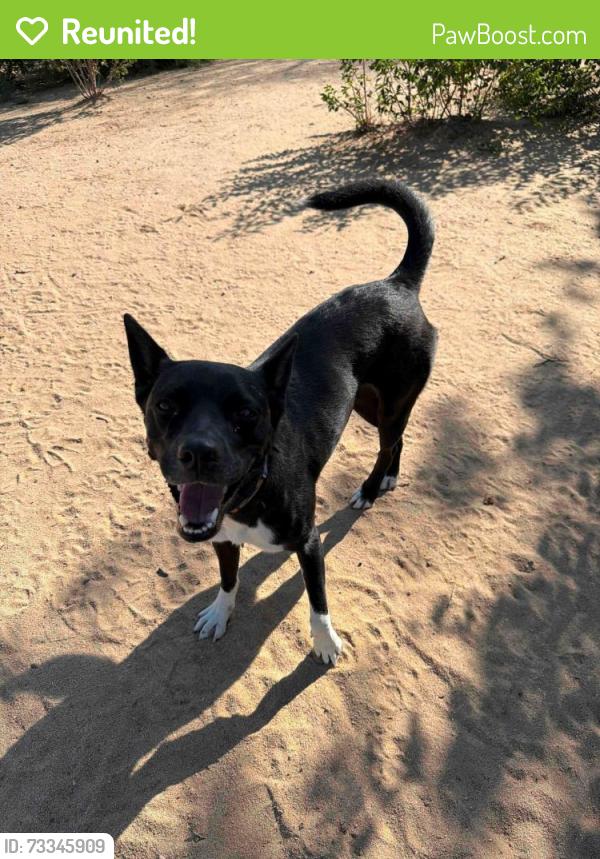 Reunited Female Dog last seen Greenway Off Leash Park, Denver CO, Denver, CO 80238