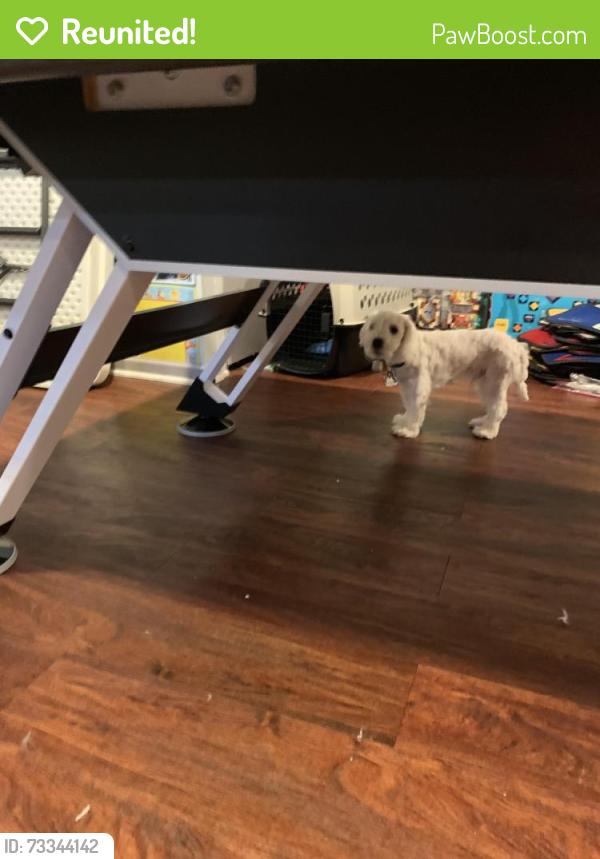Reunited Male Dog last seen Near Rivers Bend Ct Lake Barrington, IL 60010 United States, Lake Barrington, IL 60010