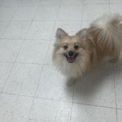 Found/Stray Unknown Dog last seen Close by 901 n mcdonald st suite 901 its an herbalife club, McKinney, TX 75069