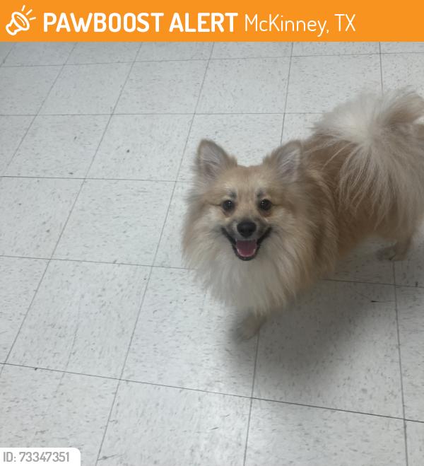 Found/Stray Unknown Dog last seen Close by 901 n mcdonald st suite 901 its an herbalife club, McKinney, TX 75069