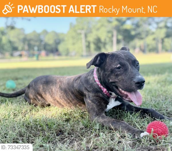 Found/Stray Female Dog last seen Walking the street by best friends dog park, Rocky Mount, NC 27804