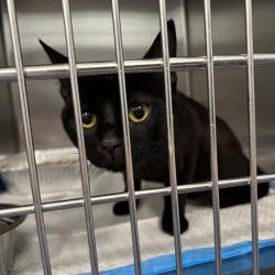 Shelter Stray Unknown Cat last seen , 980 Guilford College Rd, Greensboro, NC 27409, USA