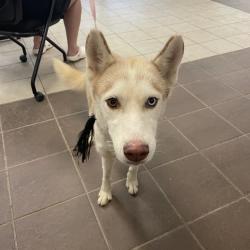 Shelter Stray Female Dog last seen , 4900 Milgen Rd, Columbus, GA 31907, USA