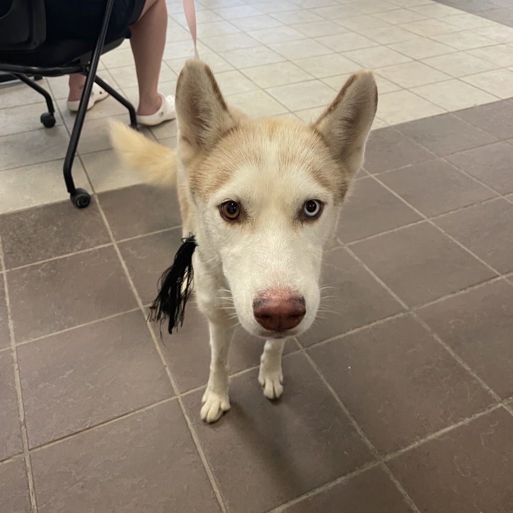 Shelter Stray Female Dog last seen , 4900 Milgen Rd, Columbus, GA 31907, USA