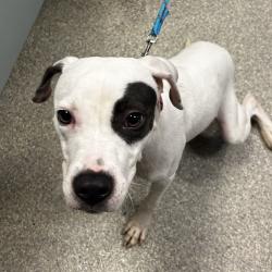 Shelter Stray Female Dog last seen , 8464 Beach Blvd, Jacksonville, FL 32216, USA