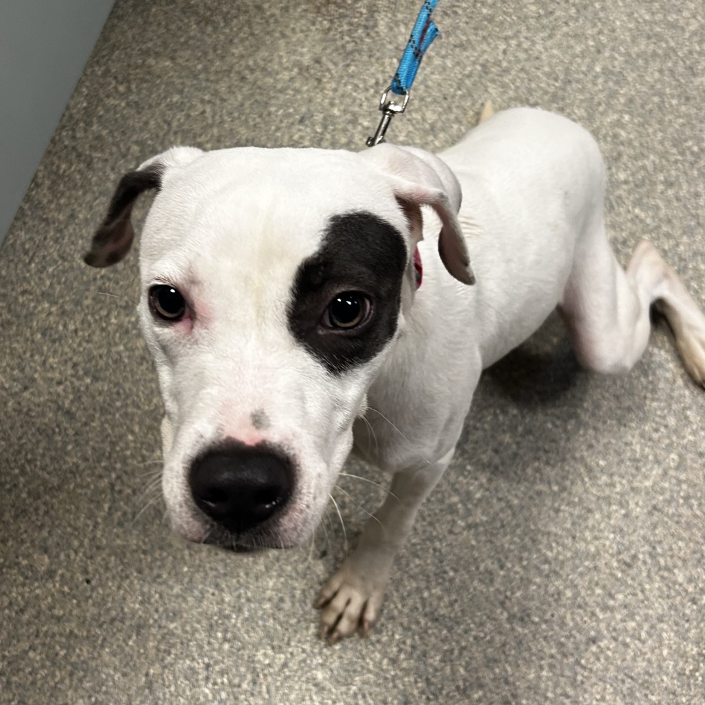 Shelter Stray Female Dog last seen , 8464 Beach Blvd, Jacksonville, FL 32216, USA