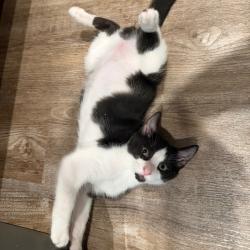 Shelter Stray Male Cat last seen , 8020 Washington St, Port Richey, FL 34668, USA