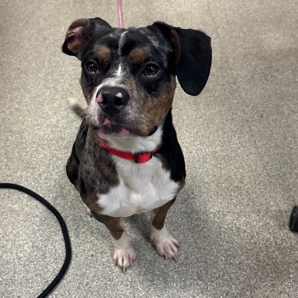 Shelter Stray Male Dog last seen , 8464 Beach Blvd, Jacksonville, FL 32216, USA