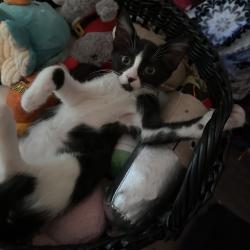 Shelter Stray Female Cat last seen , 8020 Washington St, Port Richey, FL 34668, USA