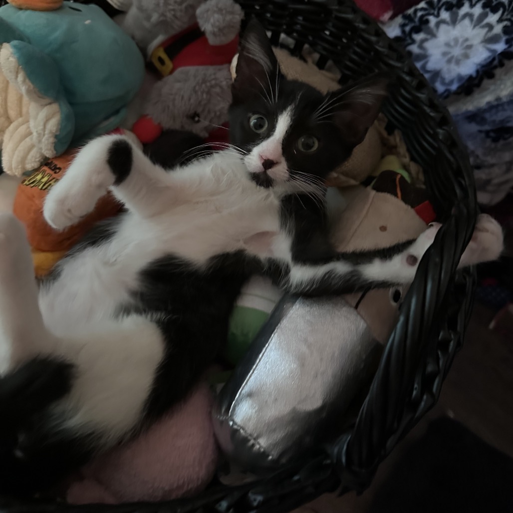 Shelter Stray Female Cat last seen , 8020 Washington St, Port Richey, FL 34668, USA