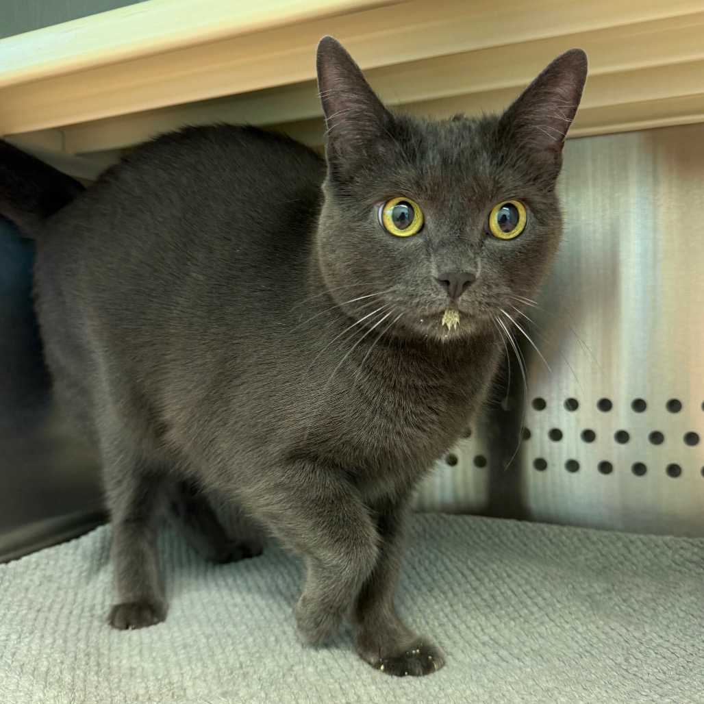 Shelter Stray Female Cat last seen , 3428 S Jenkins Ave, Norman, OK 73072, USA