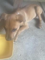 Found/Stray Female Dog last seen Near Goodbar Memphis Tn 38104, Memphis, TN 38104