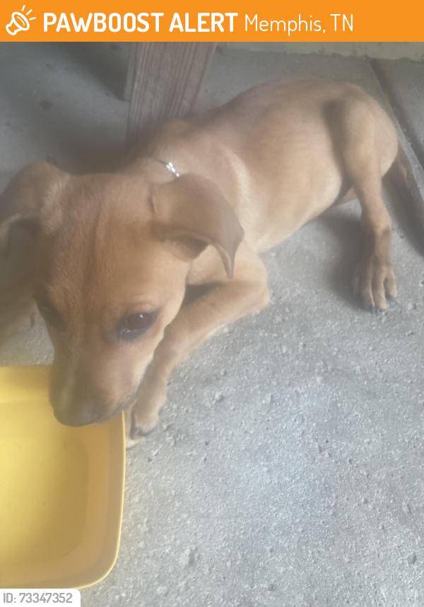 Found/Stray Female Dog last seen Near Goodbar Memphis Tn 38104, Memphis, TN 38104