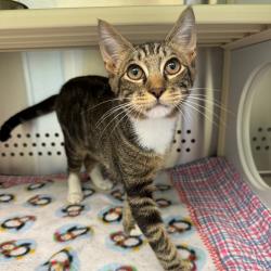 Shelter Stray Male Cat last seen , 3428 S Jenkins Ave, Norman, OK 73072, USA