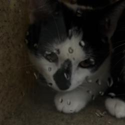 Shelter Stray Male Cat last seen , Animal Care & Control Team of Philly, 111 W Hunting Park Ave, Philadelphia, PA 19140, USA