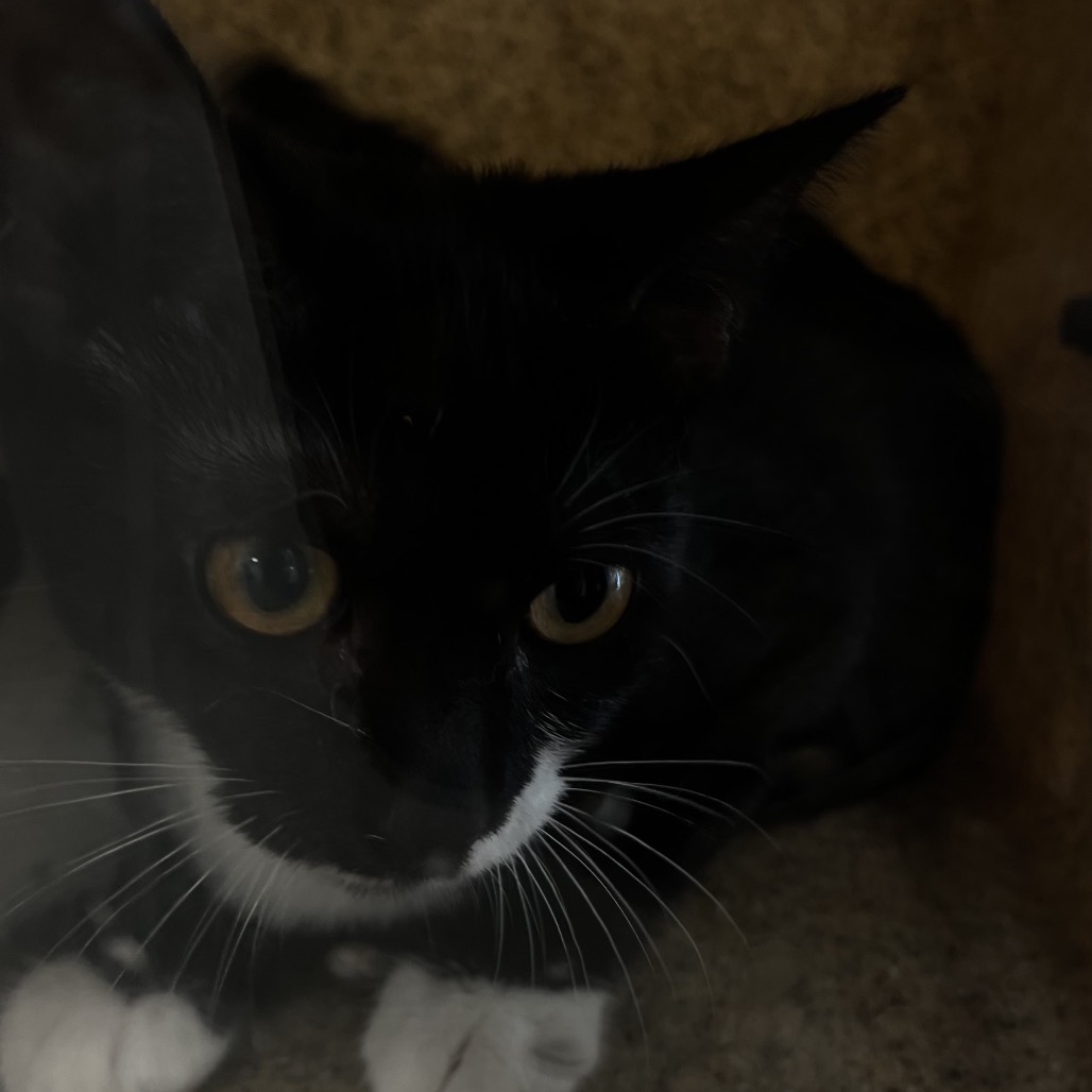 Shelter Stray Male Cat last seen , Animal Care & Control Team of Philly, 111 W Hunting Park Ave, Philadelphia, PA 19140, USA