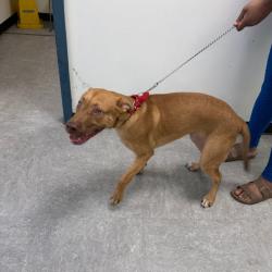 Shelter Stray Male Dog last seen , Animal Care & Control Team of Philly, 111 W Hunting Park Ave, Philadelphia, PA 19140, USA