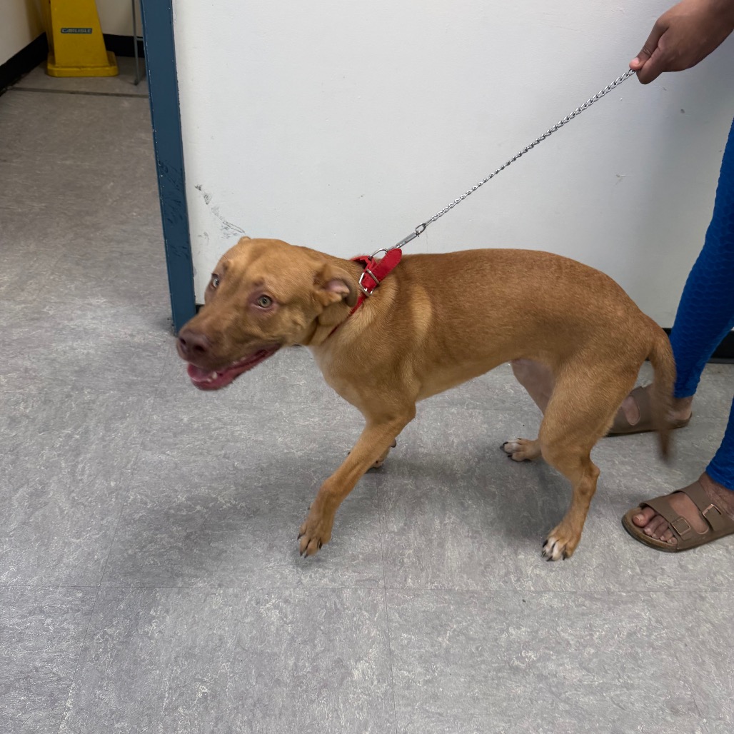 Shelter Stray Male Dog last seen , Animal Care & Control Team of Philly, 111 W Hunting Park Ave, Philadelphia, PA 19140, USA