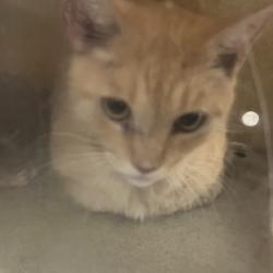 Shelter Stray Male Cat last seen , Animal Care & Control Team of Philly, 111 W Hunting Park Ave, Philadelphia, PA 19140, USA