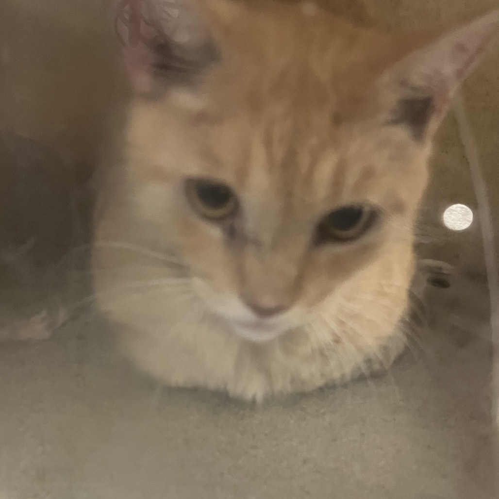 Shelter Stray Male Cat last seen , Animal Care & Control Team of Philly, 111 W Hunting Park Ave, Philadelphia, PA 19140, USA