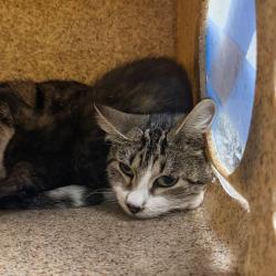 Shelter Stray Female Cat last seen , Animal Care & Control Team of Philly, 111 W Hunting Park Ave, Philadelphia, PA 19140, USA