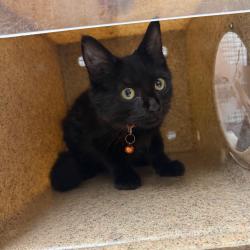 Shelter Stray Male Cat last seen , Animal Care & Control Team of Philly, 111 W Hunting Park Ave, Philadelphia, PA 19140, USA