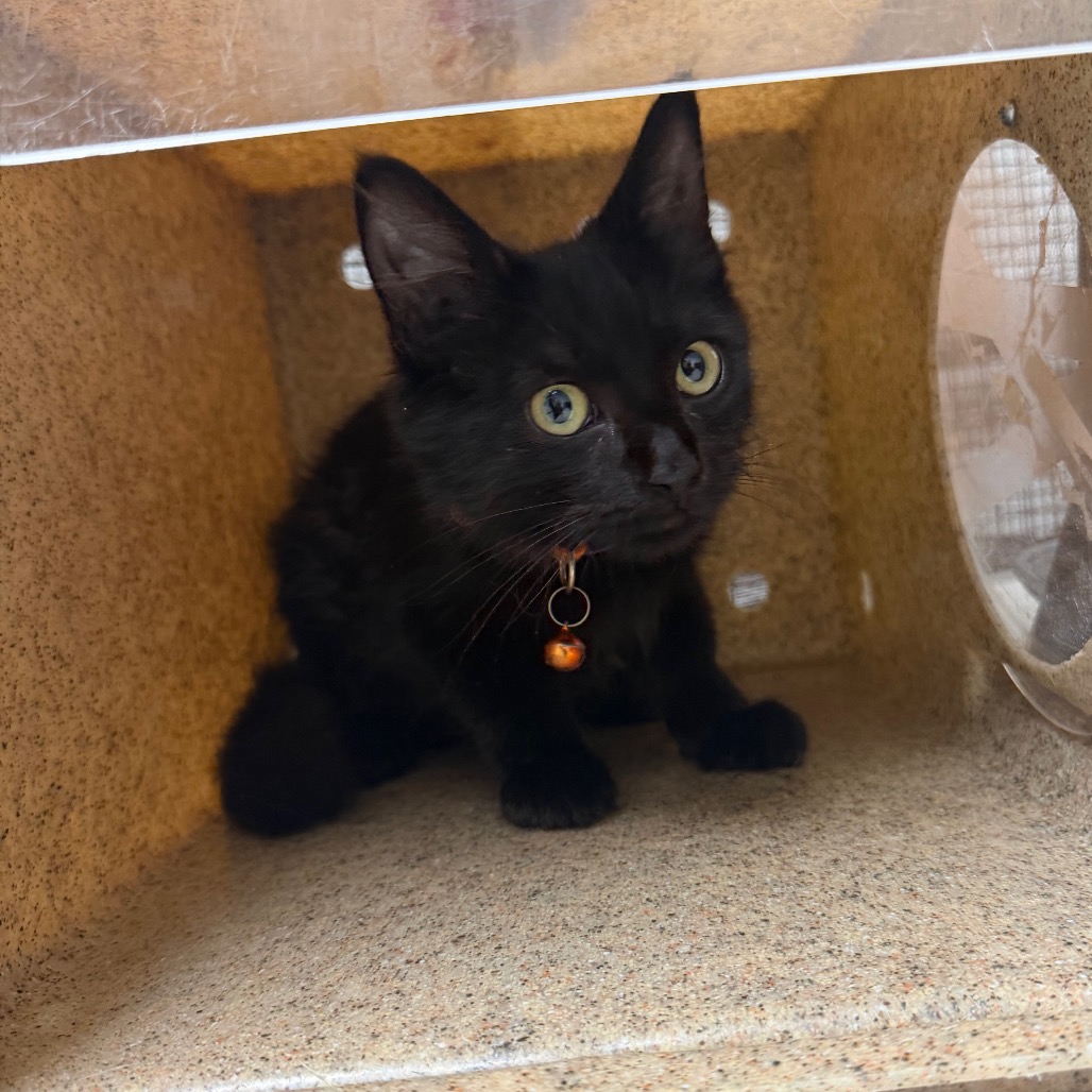 Shelter Stray Male Cat last seen , Animal Care & Control Team of Philly, 111 W Hunting Park Ave, Philadelphia, PA 19140, USA