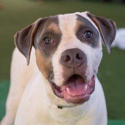 Shelter Stray Female Dog last seen , 361 S Raymond Ave, Pasadena, CA 91105, USA