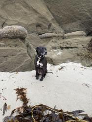 Reunited Female Dog last seen 42nd St and Indian School, Phoenix, AZ 85018