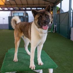 Shelter Stray Male Dog last seen , 361 S Raymond Ave, Pasadena, CA 91105, USA