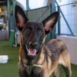 Shelter Stray Female Dog last seen , 361 S Raymond Ave, Pasadena, CA 91105, USA