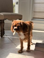 Reunited Male Dog last seen WP Jones Memorial Park, Pleasant Hill, Duluth, GA 30096