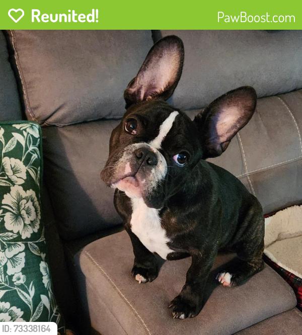 Reunited Male Dog last seen Swan and Valencia, Tucson, AZ 85756