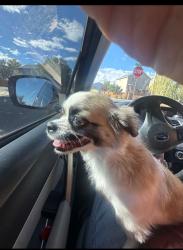 Reunited Female Dog last seen Holly and 123rd Ave, Brighton, CO 80602