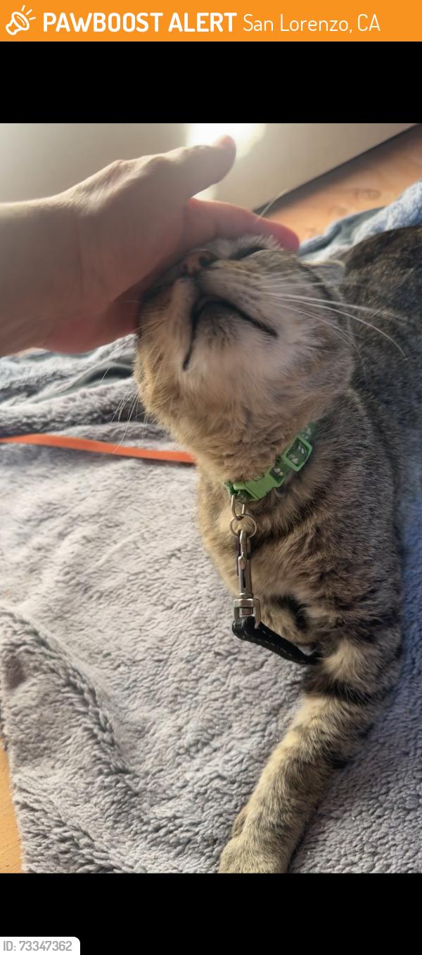 Found/Stray Male Cat last seen Lucky, San Lorenzo, CA 94580