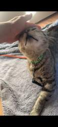 Found/Stray Male Cat last seen Lucky, San Lorenzo, CA 94580