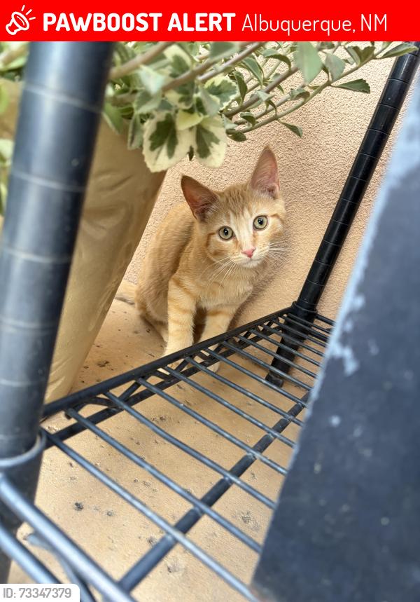 Lost Male Cat last seen Tesuque/Jasmine, Albuquerque, NM 87120