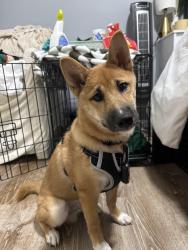 Lost Male Dog last seen Last seen running across the street, Burnsville, MN 55337