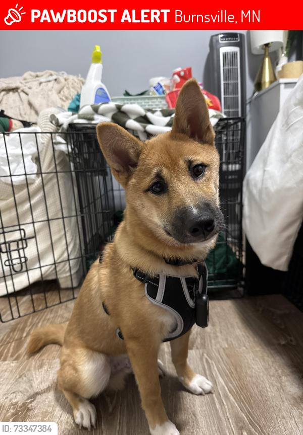 Lost Male Dog last seen Last seen running across the street, Burnsville, MN 55337