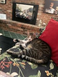 Reunited Male Cat last seen Generals Hwy and Waterbury Lane, Crownsville, MD 21032