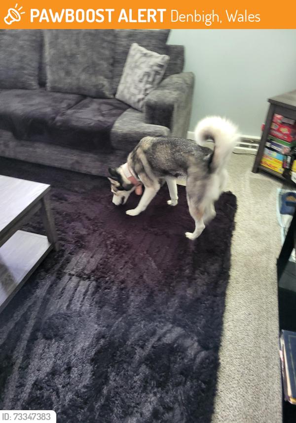 Found/Stray Female Dog last seen ShorePark, Denbigh, Wales 