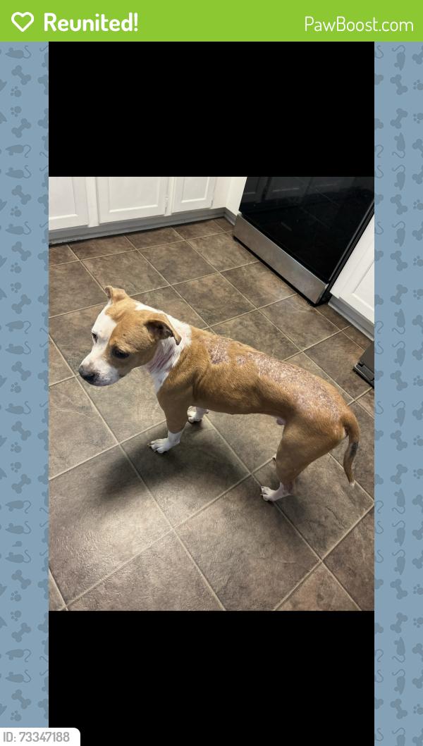 Reunited Male Dog last seen Wildwood Drive and Benjamin Drive, Salisbury, NC 28146